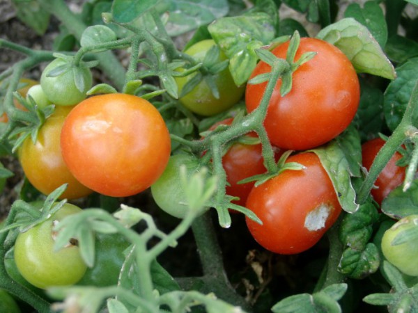 Huerta Tetuán - Tomates cherry