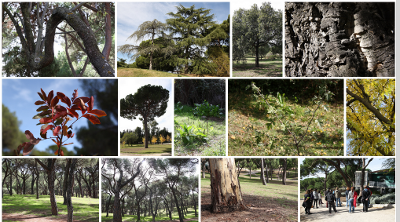 Itinerario por árboles y arbustos de la Dehesa de la Villa