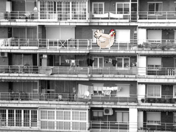 gallina en una terraza